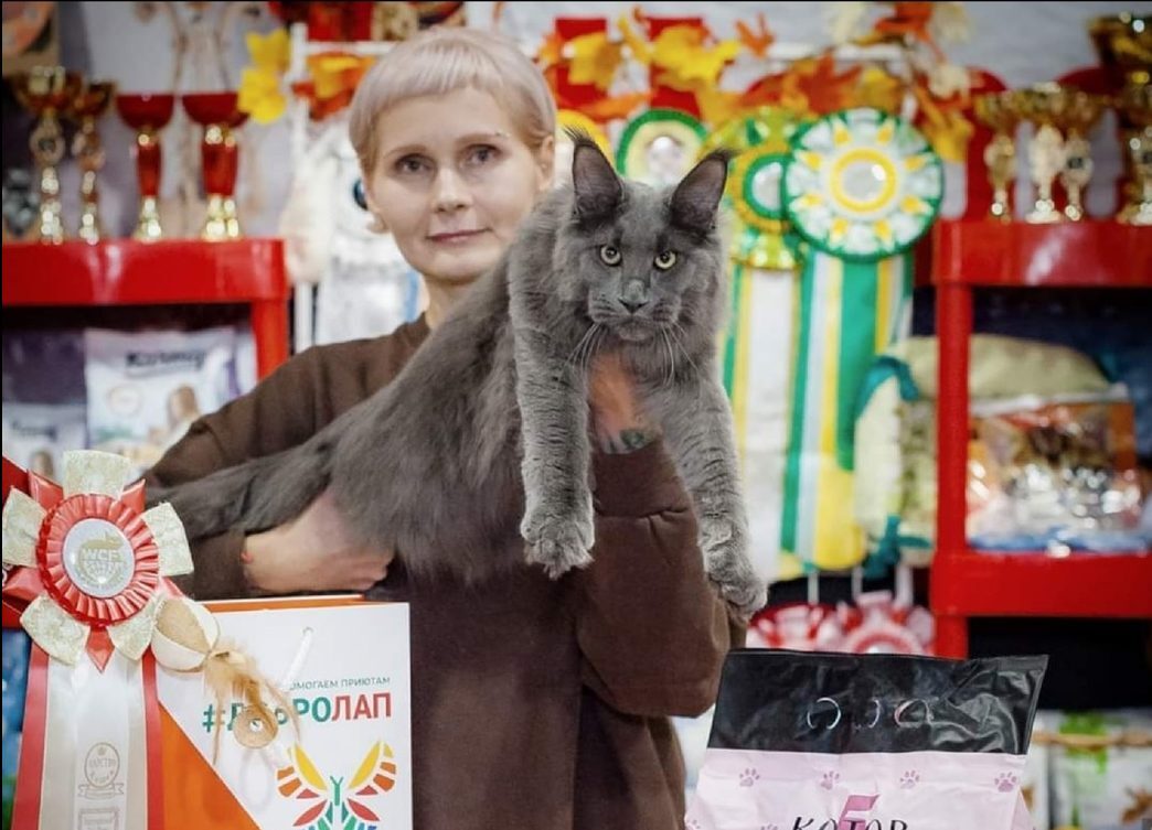 Светлана Новикова и её кошки породы Мейн-кун